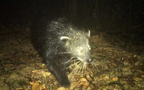 Động vật hoang dã quý hiếm có tên trong sách đỏ phát hiện lần đầu tại Quảng Bình