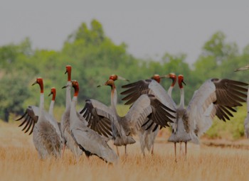 Loài nguy cấp, quý, hiếm