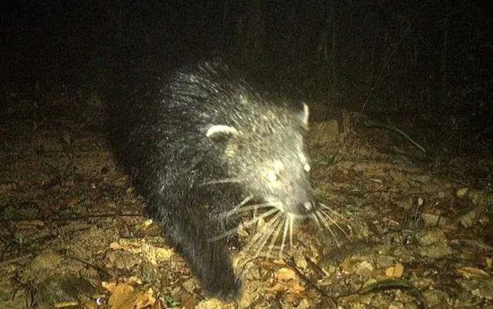 Động vật hoang dã quý hiếm có tên trong sách đỏ phát hiện lần đầu tại Quảng Bình