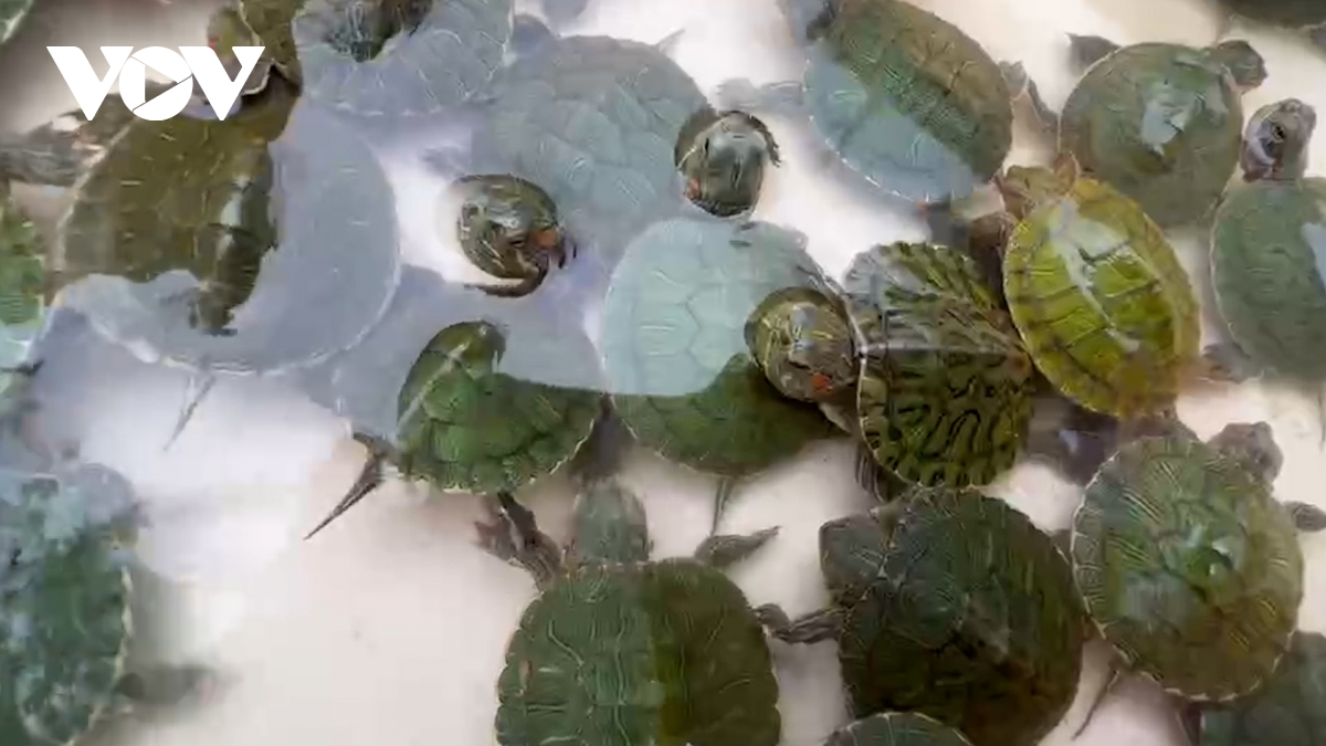 Bộ TN&MT đề nghị các đơn vị chức năng đẩy mạnh kiểm tra, giám sát, tuyên truyền nhằm ngăn chặn việc phóng sinh các loài ngoại lai xâm hại.